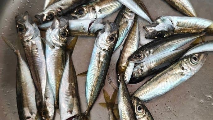 Levrek, karagöz, mırmır, eşkina ve kırlangıç gibi türlere yönelik düzenlenen yemli av 